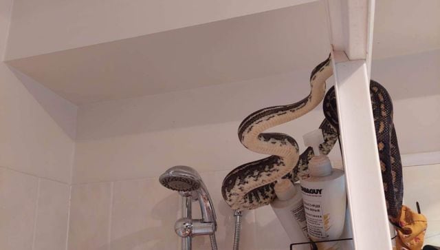 Man goes to bathroom, finds a massive snake waiting for him