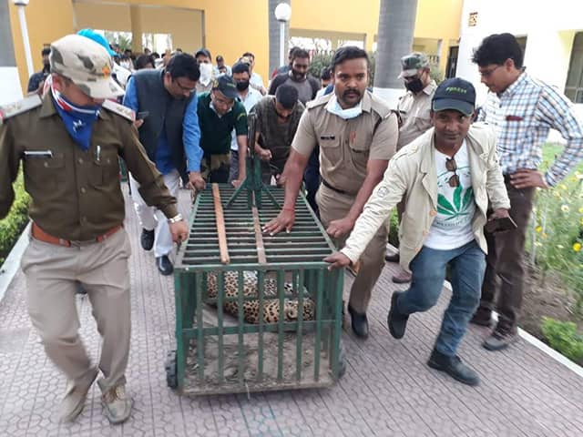 (File) Forest staff moving the leopard in a cage from a school in Rishikesh in 2020. Image courtesy Raju Gusain