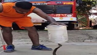 Viral Video: Thirsty Cobra Drinks Water From A Glass, Internet Stunned