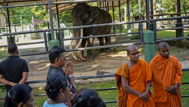 Sri-Lanka – L'éléphanteau domestique, nouveau caprice des