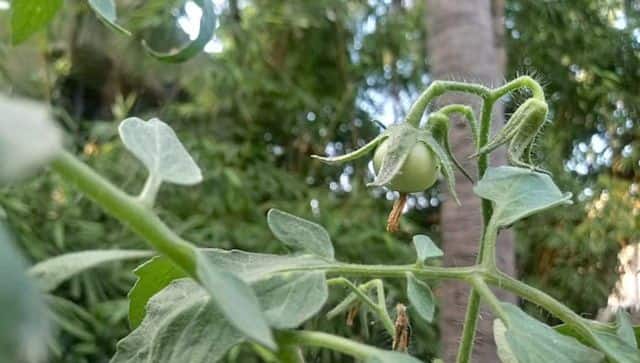 tomato plant
