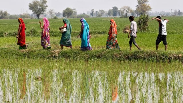 india rice 