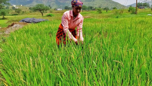 Traders hike rice prices as India orders export halt