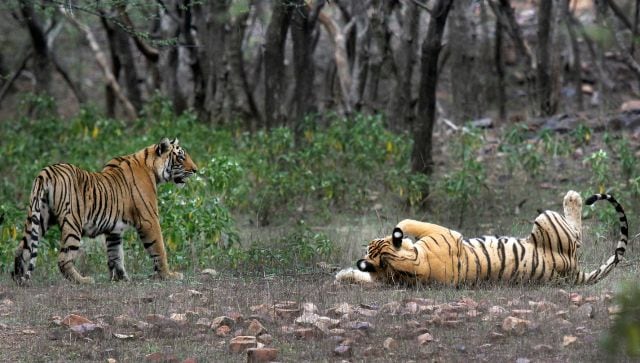tigers in india 