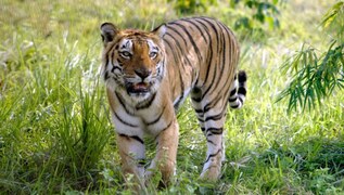 Mirror Now - July 29 is celebrated as International Tiger Day, here are  some unique facts YOU must know about the magnificent but endangered big  cat - The Royal Bengal Tiger. 🐯👇✨ #