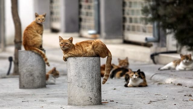 What is the deadly cat virus killing felines in Cyprus. Should we be ...