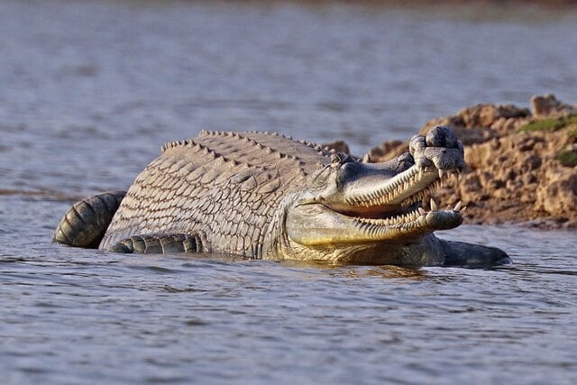 Mugger crocodile - Wikipedia