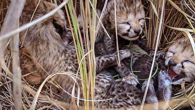 kuno cheetahs