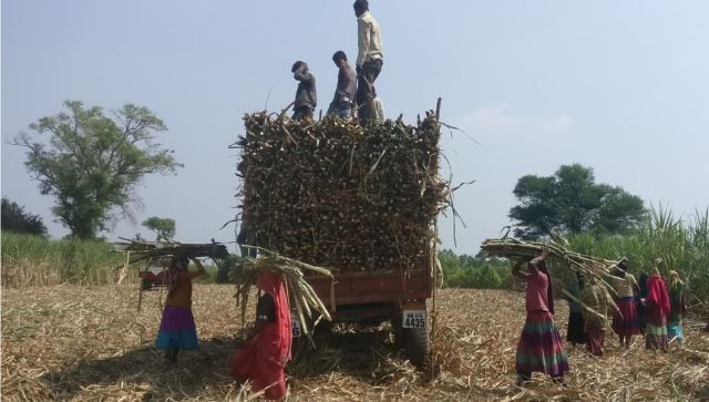 sugarcane 