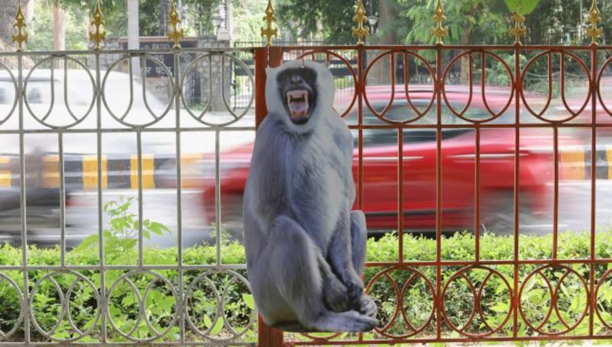 G20 summit's plan to scare off monkeys by mimicking their 'natural