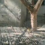 Missing GOI surveyor found burried under concrete in his RK Puram flat, clerk arrested