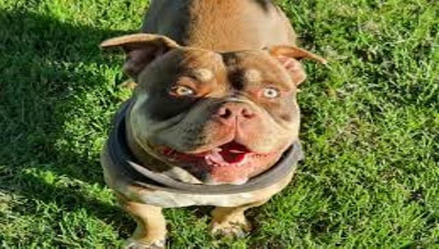 Britain to ban American XL bully dogs by the end of the year