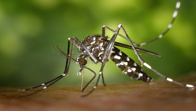 Comment la France lutte contre l’invasion du moustique tigre