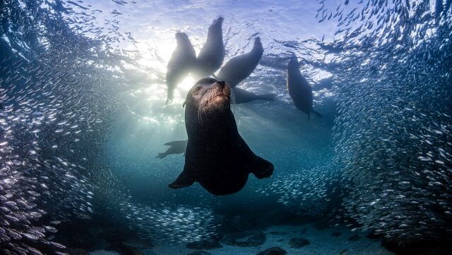 How to Photograph Dolphins Underwater - Nature TTL