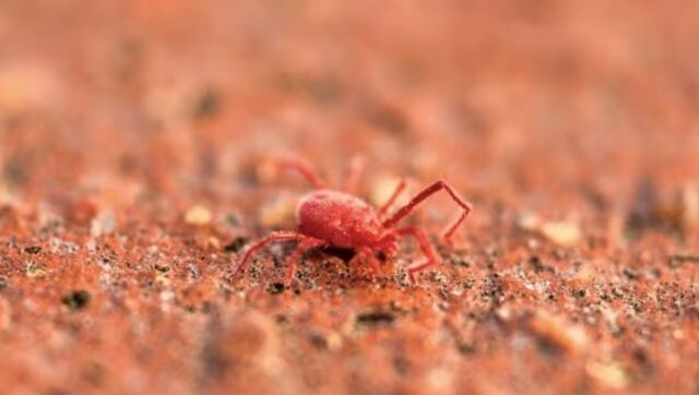 Scrub Typhus kills 5 in Odisha, 9 in Himachal Pradesh’s Shimla: All you need to know about this deadly infection
