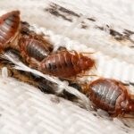First Paris, now London? Why the bedbug menace is spreading