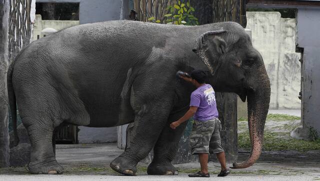 mali elephant dies