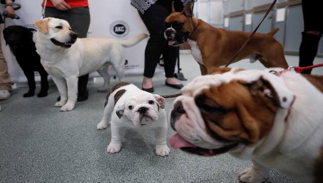 us dogs disease 