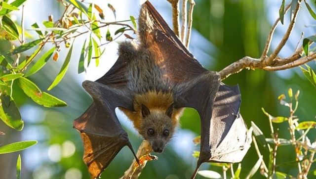 Shocking Bat Sex Ritual Resolves Long Standing Mating Mystery