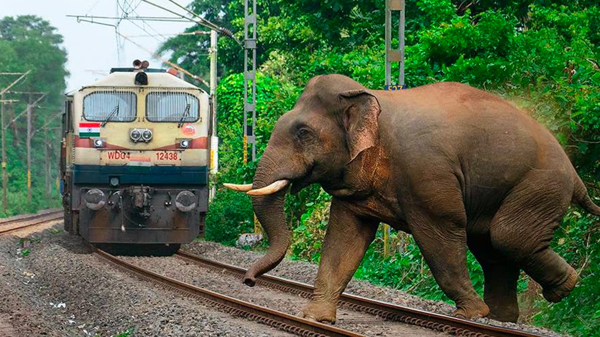 Indian Railways lanza 'Gajraj Suraksha', una nueva tecnología basada en inteligencia artificial para frenar las colisiones de trenes de elefantes