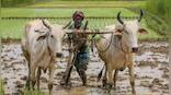 Climate-proofing agriculture: The vital role of smallholder farmers in India