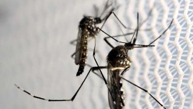 Masyarakat Indonesia tidak senang dengan nyamuk-nyamuk baru yang membunuh nyamuk-nyamuk lama