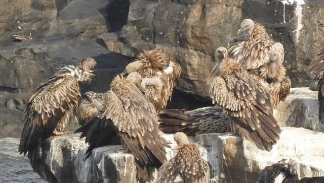 Migration of Panna Tiger Reserve's vultures to faraway places like Southeast Asia, China has surprised scientists Migration of Panna Tiger Reserve's vultures to faraway places like Southeast Asia, China has surprised scientists