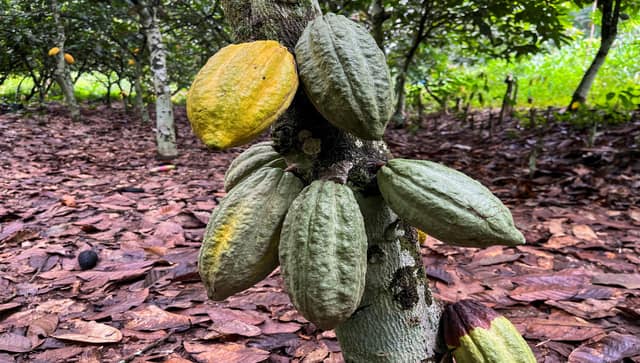 cocoa