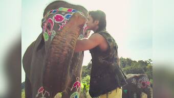 Junglee box office collection: Vidyut Jammwal's action-adventure rakes in Rs 2.40 cr on Day 4