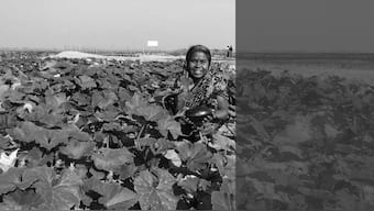 Along the Teesta in Bangladesh, pumpkins are a cause for hope