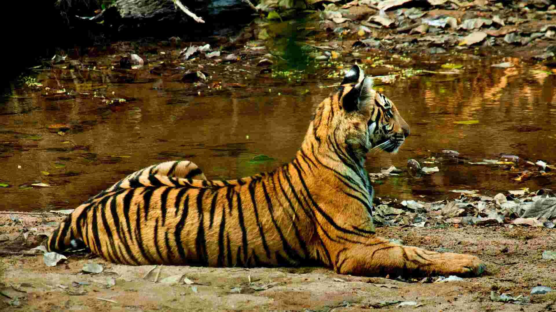 Tiger deaths in 2018 lower than previous years, but habitat loss