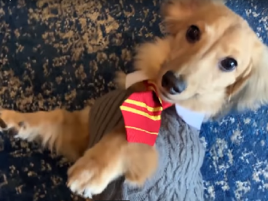 Watch: Dachshund named Remus reacts to Harry Potter charms; Pottermore gives 10 points to Griffin-Paw Watch: Dachshund named Remus reacts to Harry Potter charms; Pottermore gives 10 points to Griffin-Paw