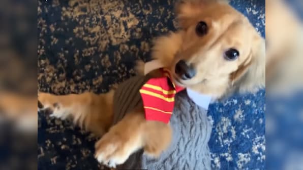 Watch: Dachshund named Remus reacts to Harry Potter charms; Pottermore gives 10 points to Griffin-Paw