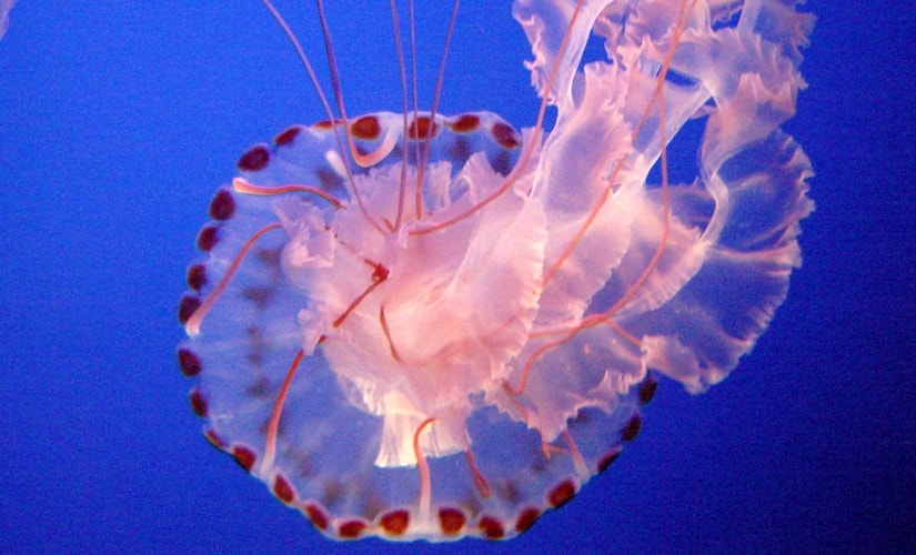 Yup, the proud people of Atlantis were briefly enslaved by a bunch of these guys | Wikipedia
