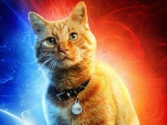 Captain Marvel Pet Cat Goose Reportedly Stole The Show During