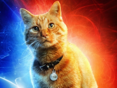 Captain Marvel pet cat Goose reportedly stole the show during advance screening of Brie Larson's film Captain Marvel pet cat Goose reportedly stole the show during advance screening of Brie Larson's film