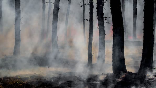 Bandipur fire was an act of vandalism: How will the forest, wildlife recover from it?