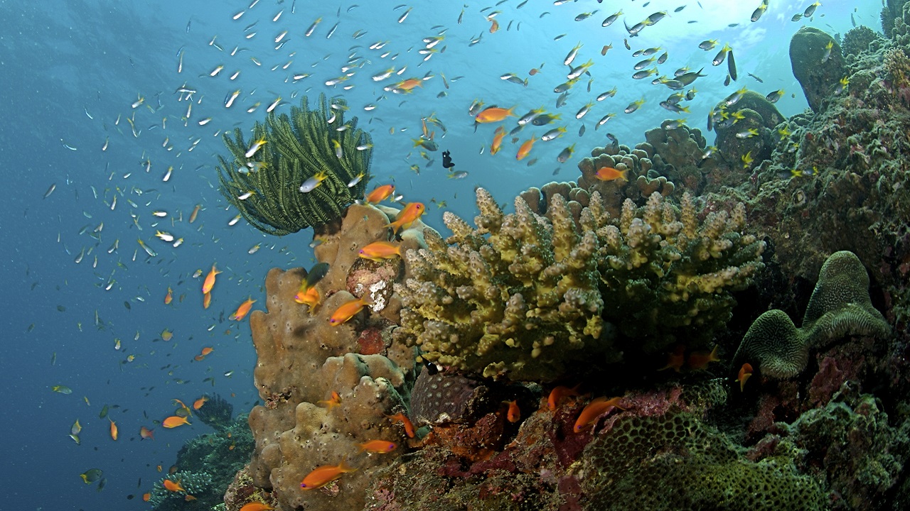 Rising ocean temperatures kills 60 percent of Guam's coral reefs in Pacific Ocean Rising ocean temperatures kills 60 percent of Guam's coral reefs in Pacific Ocean