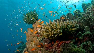 Rising ocean temperatures kills 60 percent of Guam's coral reefs in Pacific Ocean