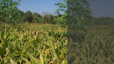 In Meghalaya, a school teacher is spearheading a turmeric farming movement