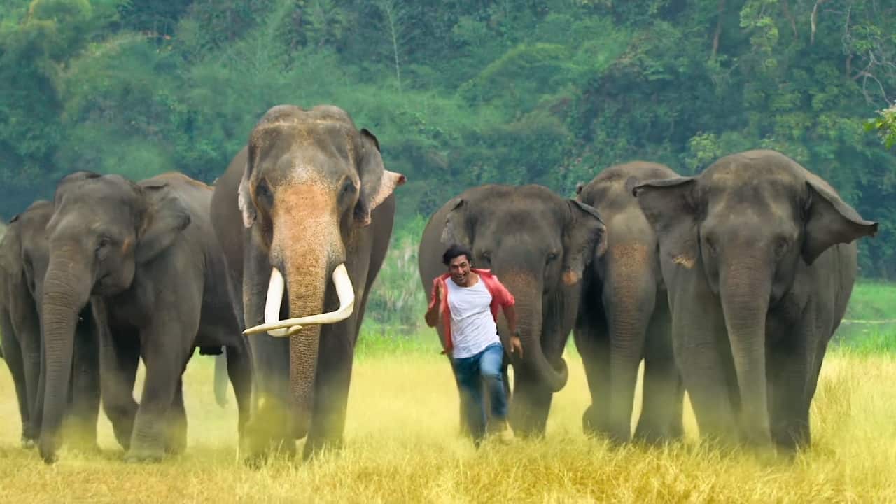 A still from the Junglee trailer. YouTube screengrab