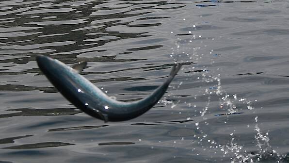 US regulators green light genetic modification of salmon to make it grow twice as fast