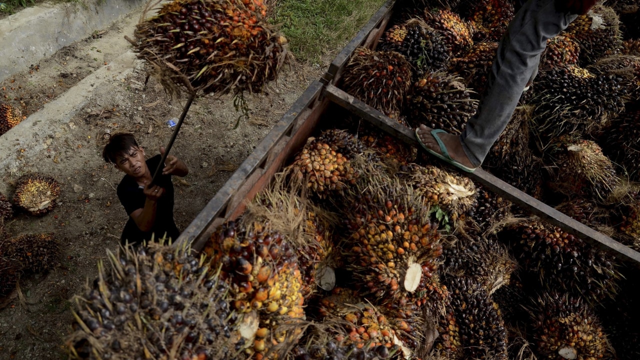 Representational image of palm oil seeds. Credit: Reuters