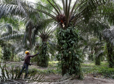 India's palm oil imports likely to jump to record high in 2018-19 as prices witness sharp decline: Report India's palm oil imports likely to jump to record high in 2018-19 as prices witness sharp decline: Report