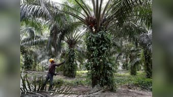 India's palm oil imports likely to jump to record high in 2018-19 as prices witness sharp decline: Report