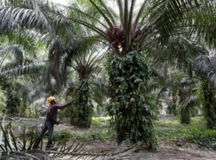 India's palm oil imports likely to jump to record high in 2018-19 as prices witness sharp decline: Report