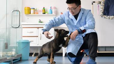 Scientists in China clone a 'Sherlock Holmes of police dogs' named Kunxun