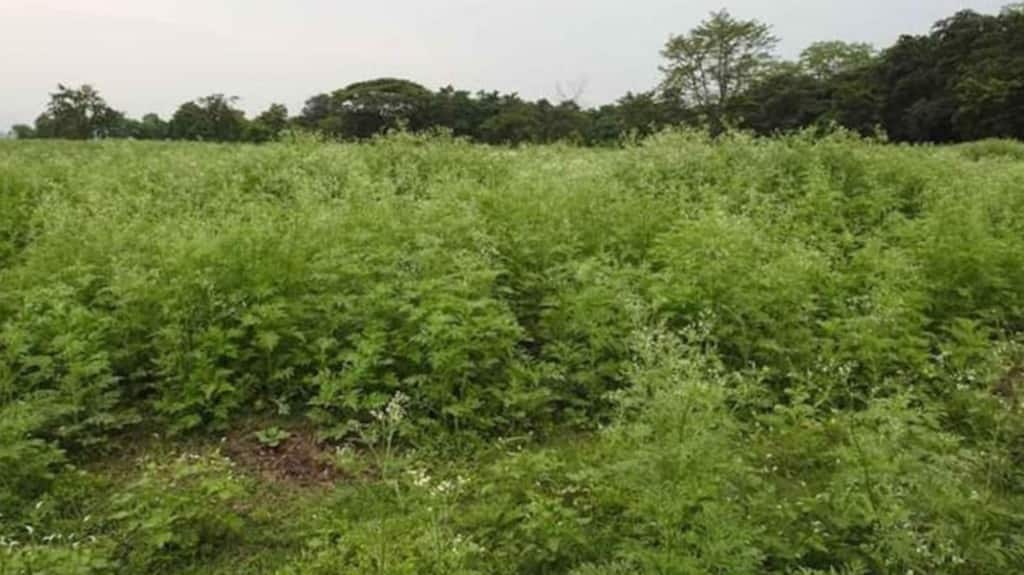 Parthenium can be seen growing vigorously in the grassland areas inside Pobitora National Park. Conservationists are worried the invasive weed will crowd out native fodder plants. Photo courtesy of Bibhab Talukdar.