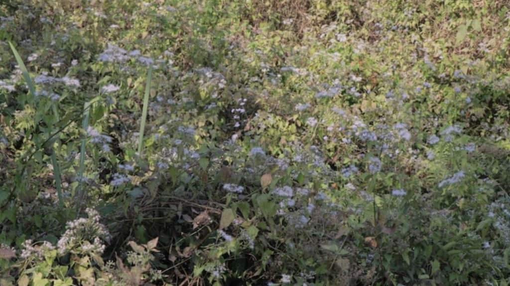 A Chromolaena infested area in Manas National Park. Chromolaena is replacing native vegetation in the park. Photo by Bikash Kumar Bhattacharya.
