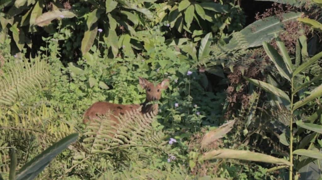 An Indian muntjac, also called barking deer, is seen grazing in an area inside Orang National Park where Chromolaena has started to infest. Photo by Bikash Kumar Bhattacharya.